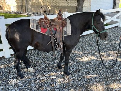 14 yr old Welsh pony