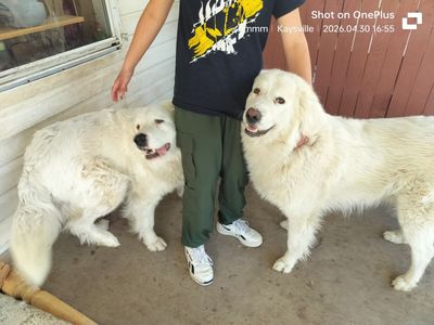 Mom and daughter Dogs