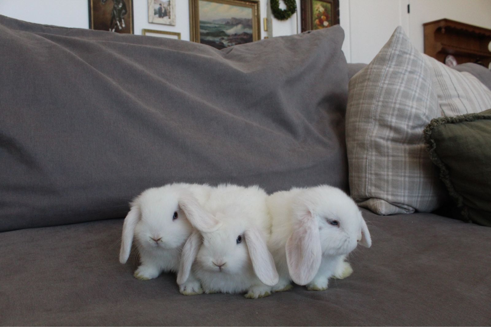 HOLLAND LOPS