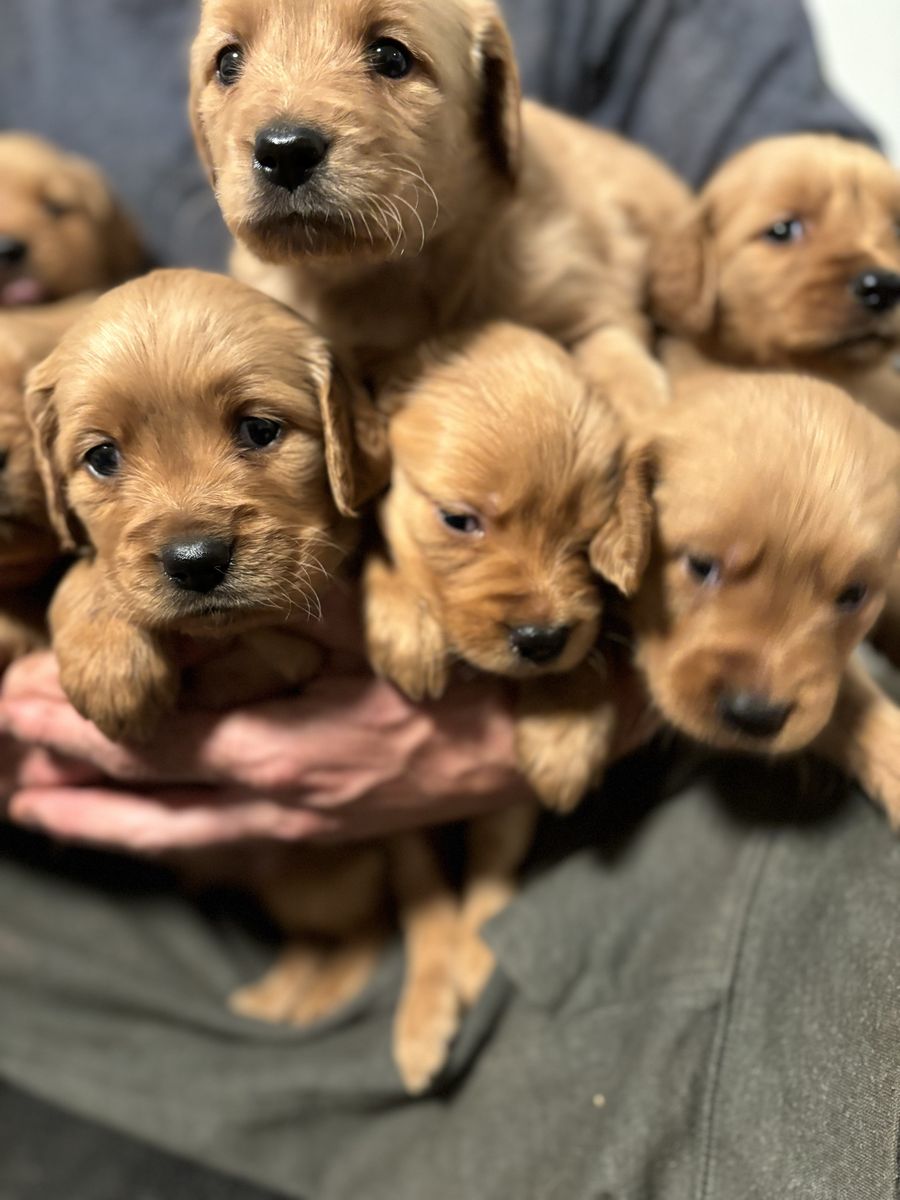 Akc Red golden retriever puppies