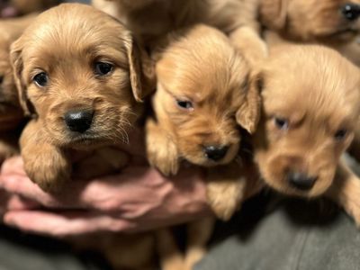 Akc Red golden retriever puppies