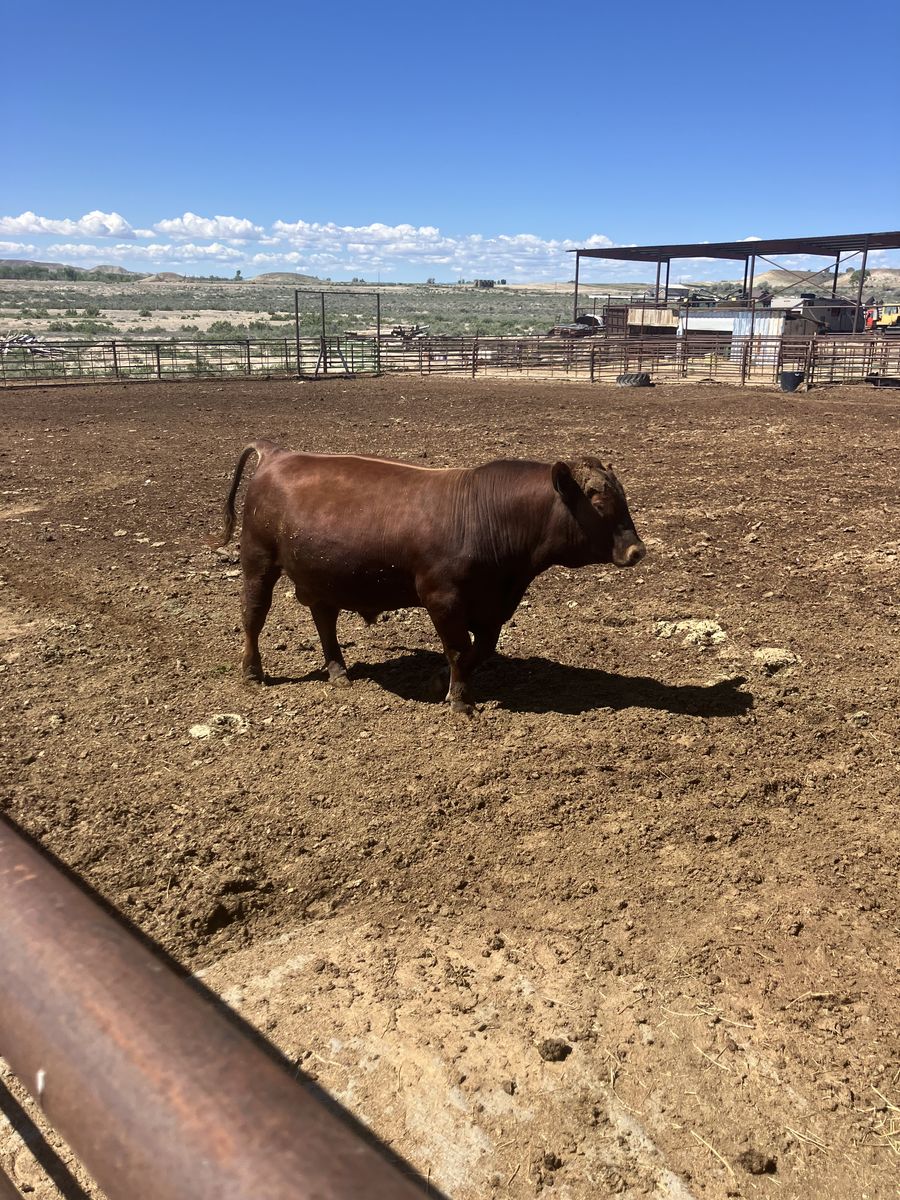 Registered Red Angus Yearling Bull