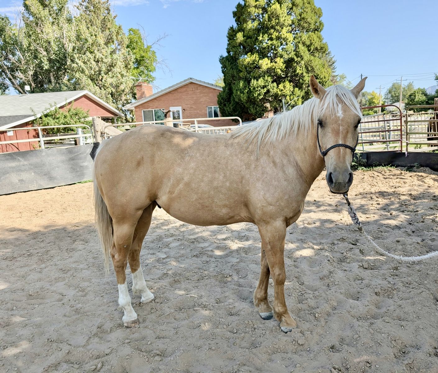 Palomino Gelding