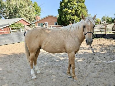 Palomino Gelding