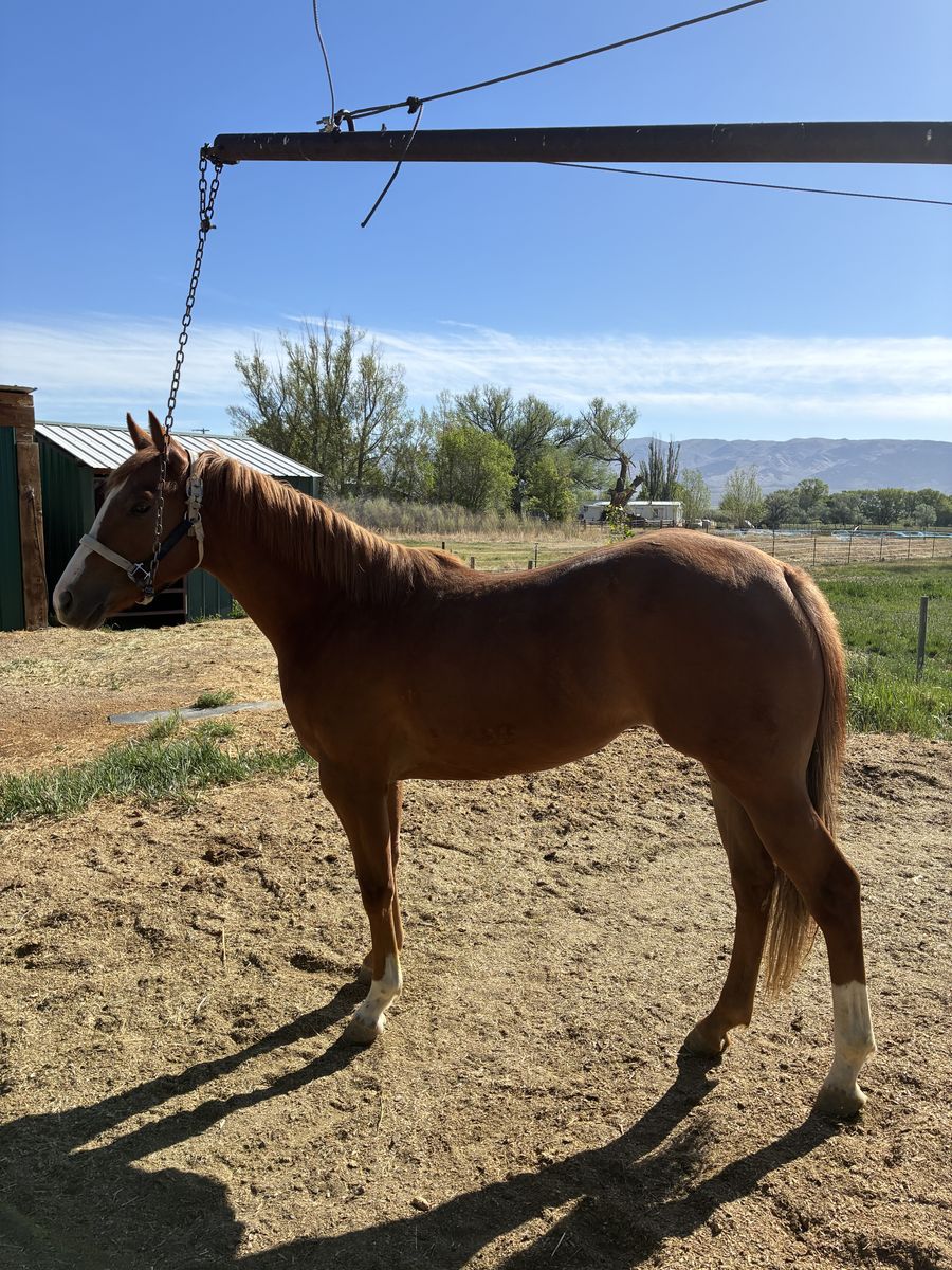2 Year Old Race Bred