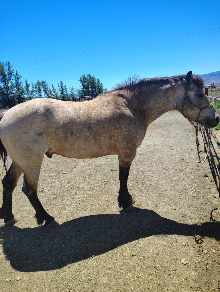 4 year old half draft gelding