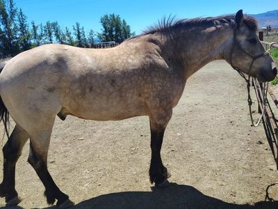 4 year old half draft gelding