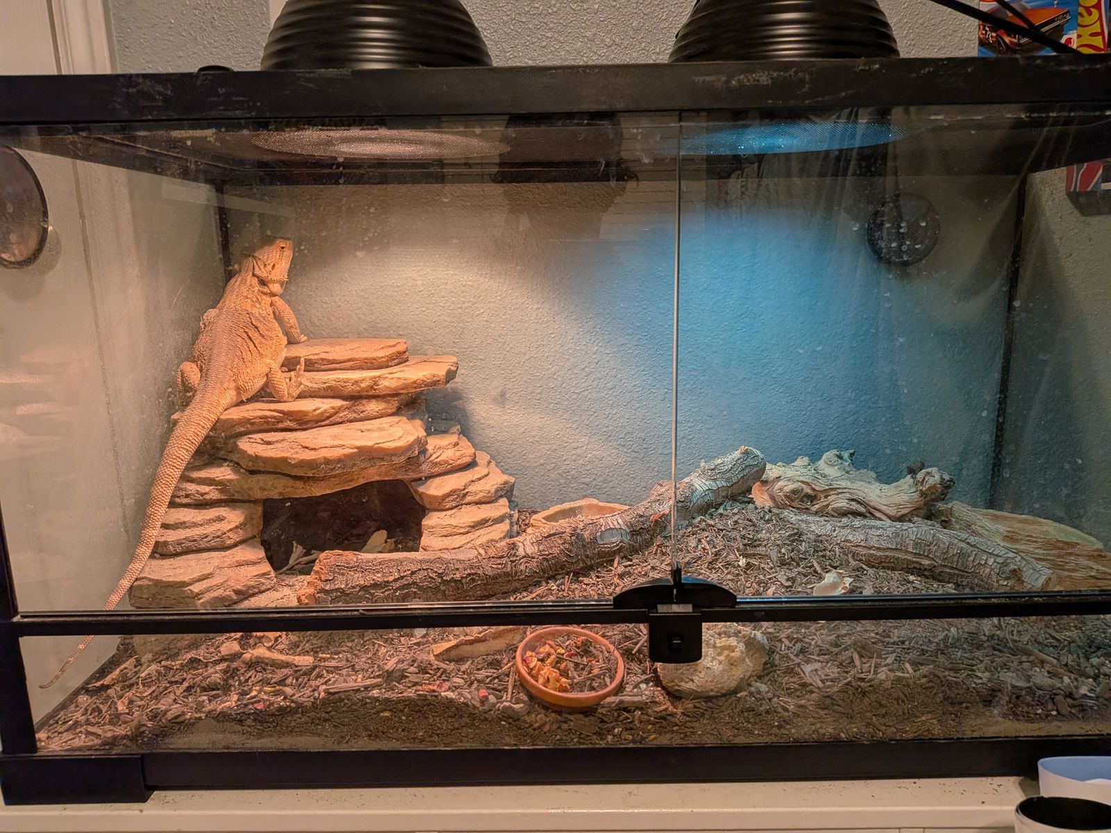 Bearded dragon needs new home