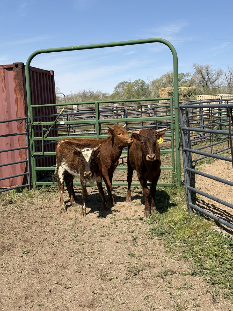 Freshie roping cattle