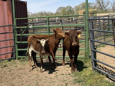Freshie roping cattle
