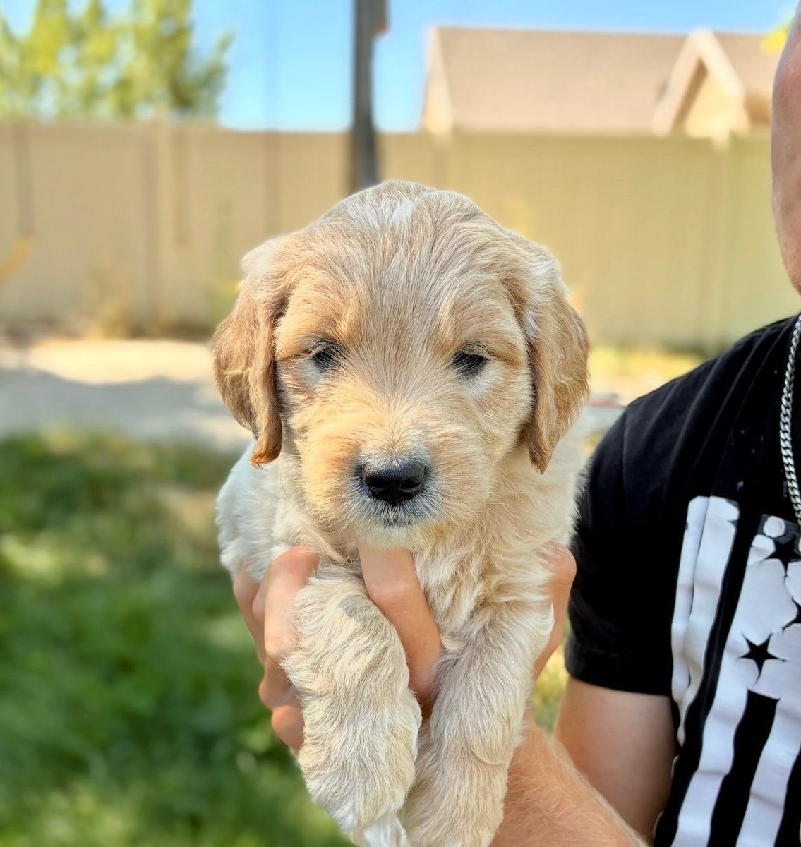 F1 Mini Goldendoodle Puppy - 8 Weeks Old