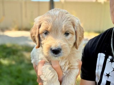 F1 Mini Goldendoodle Puppy - 8 Weeks Old