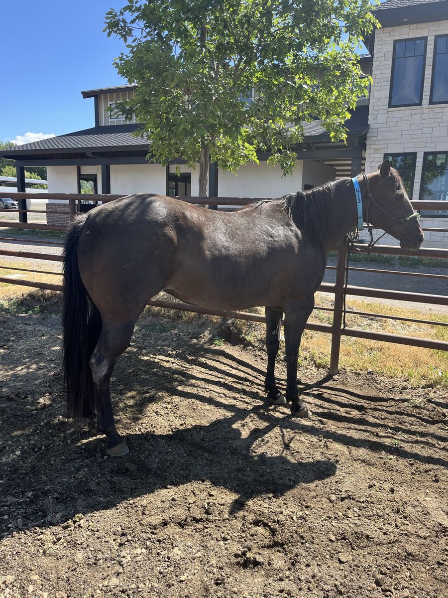 Blue Roan Mare