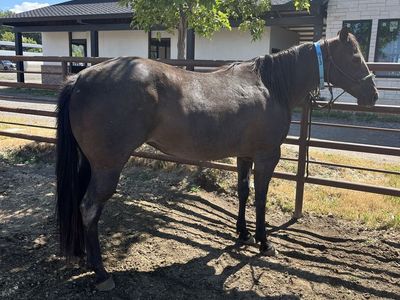 Blue Roan Mare