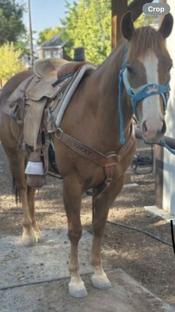 6 yro wimpy little mare mare