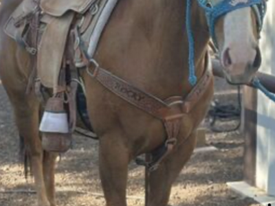 6 yro wimpy little mare mare