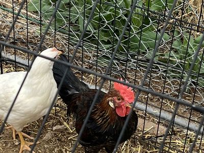 Free Rooster