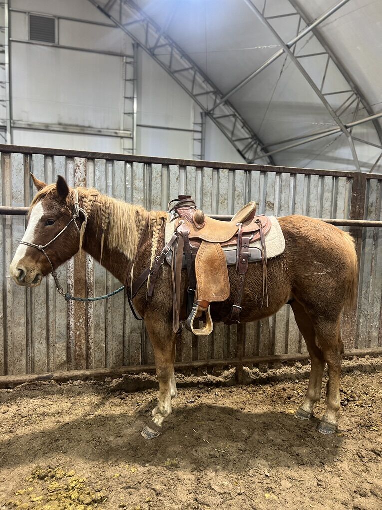 5 Year Old Head/ Ranch Horse
