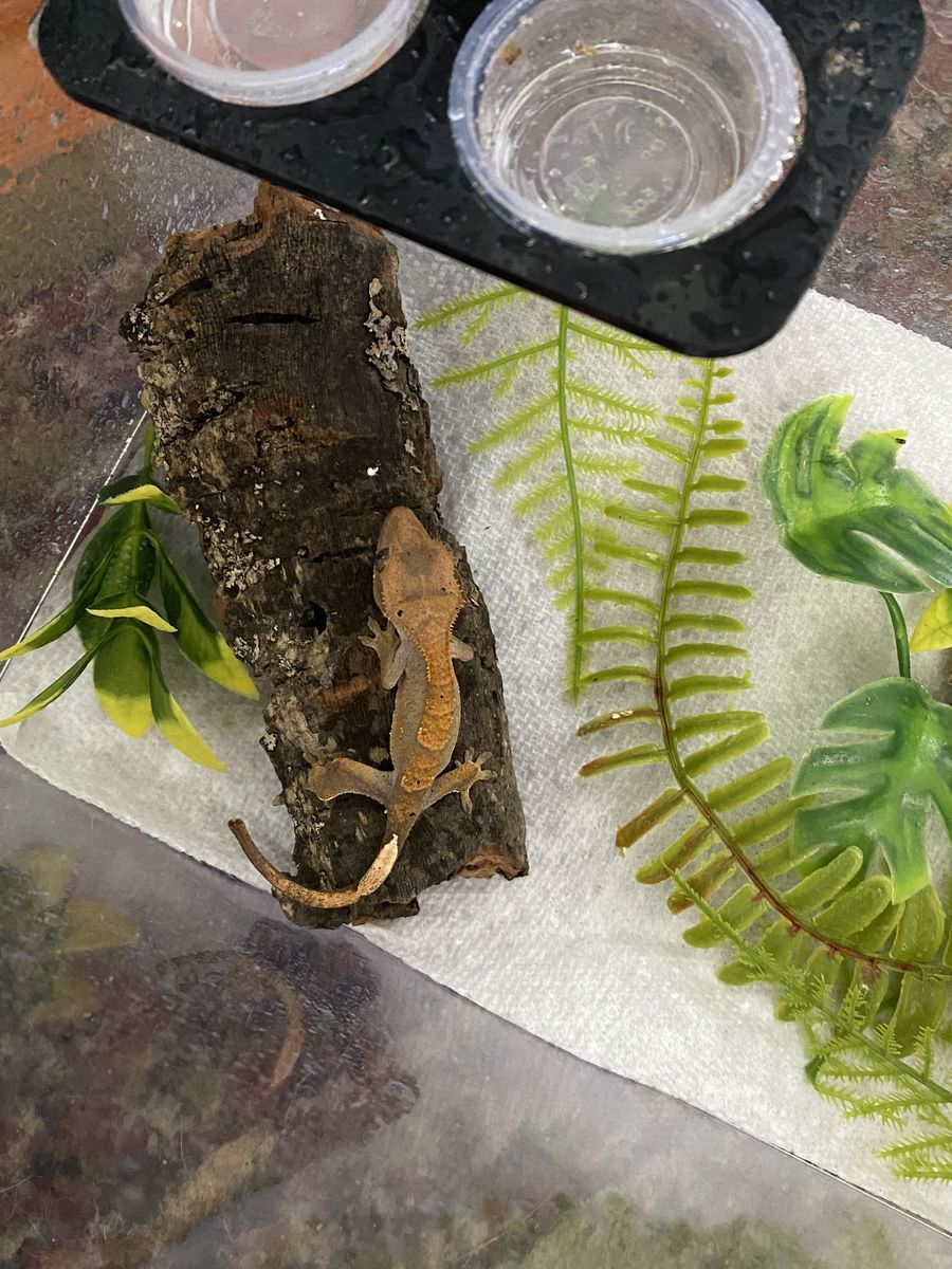 Baby Crested Gecko