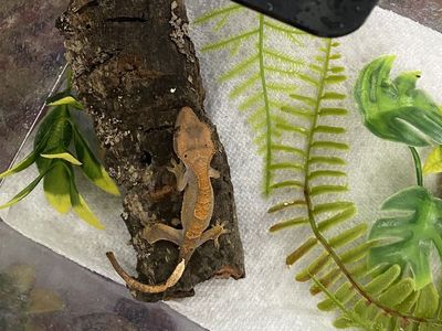 Baby Crested Gecko