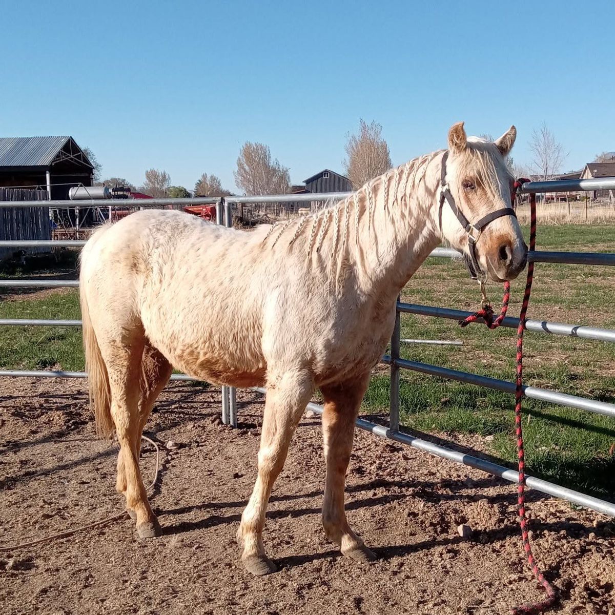 2 yr old palomino mare all around prospect