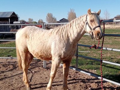 2 yr old palomino mare all around prospect