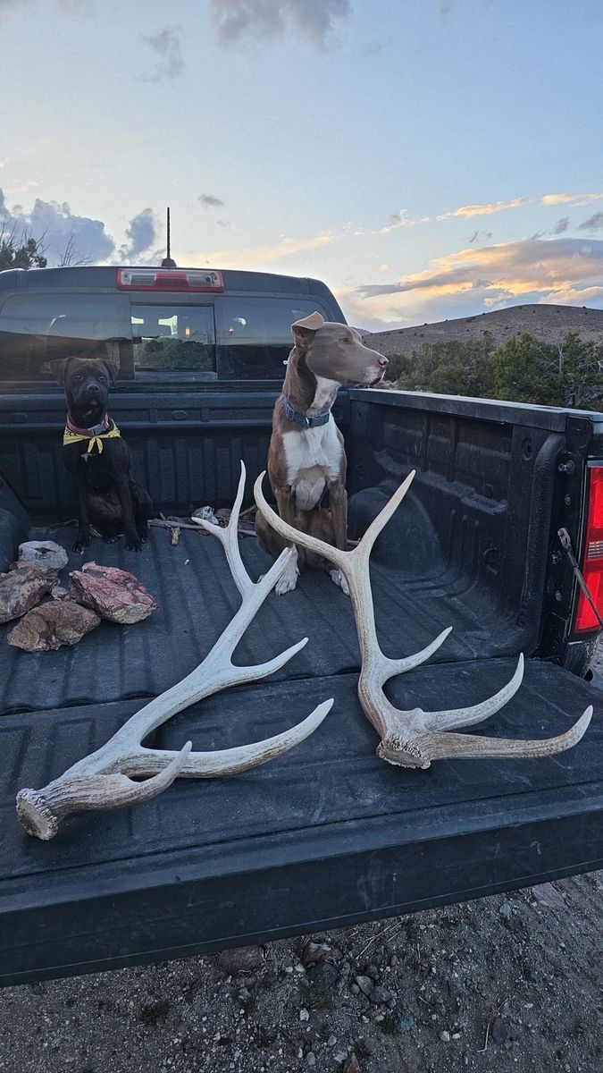 Elk antlers