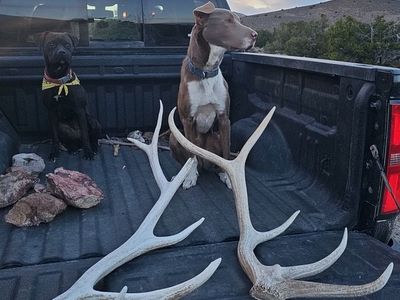 Elk antlers