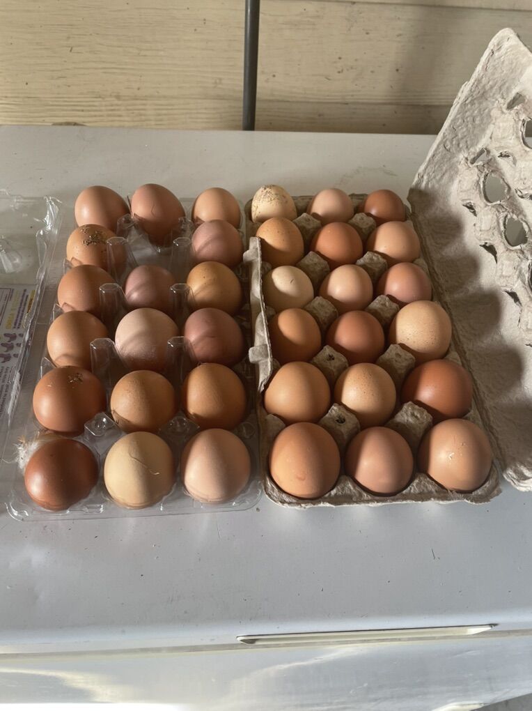 Fresh organic Eggs