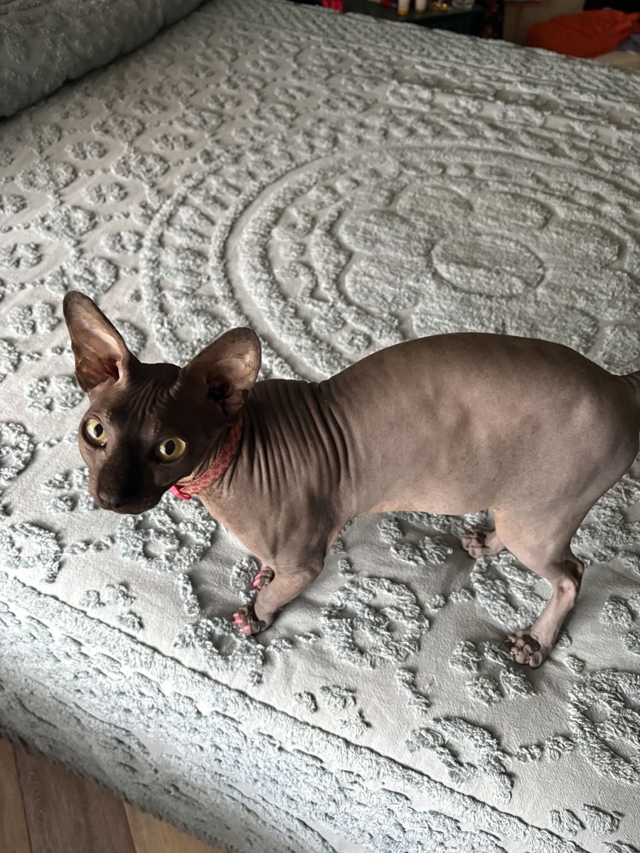 @ 2 1/2 year old Female Sphinx