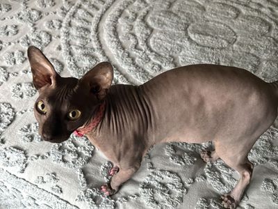 @ 2 1/2 year old Female Sphinx