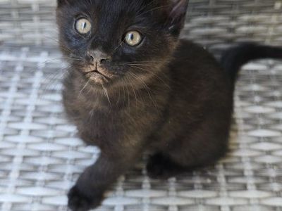 Two Black Male Kittens