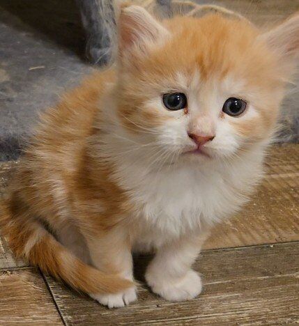 CFA MAINECOON KITTENS-1 MALE LEFT!!