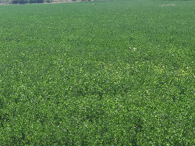 FOR SALE 558 Acre Pleasant Valley Ranch, Water, Wildlife galore, River runs through