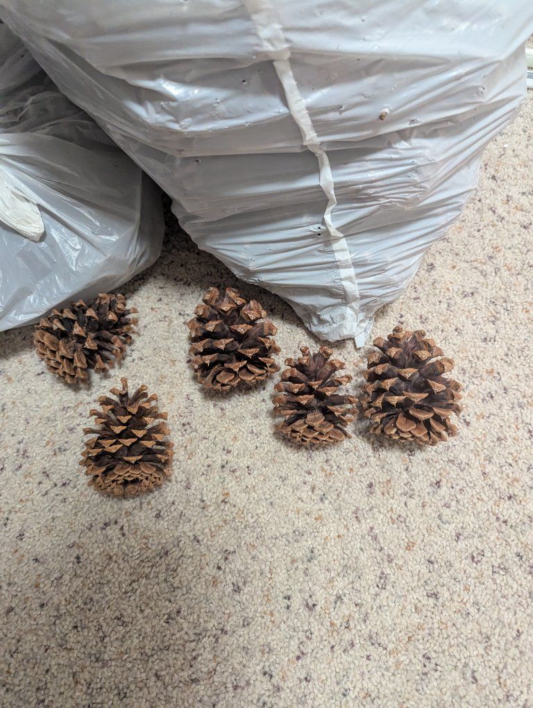 Pinecones