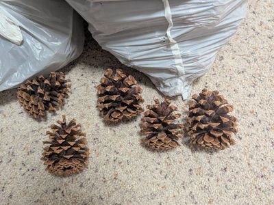 Pinecones
