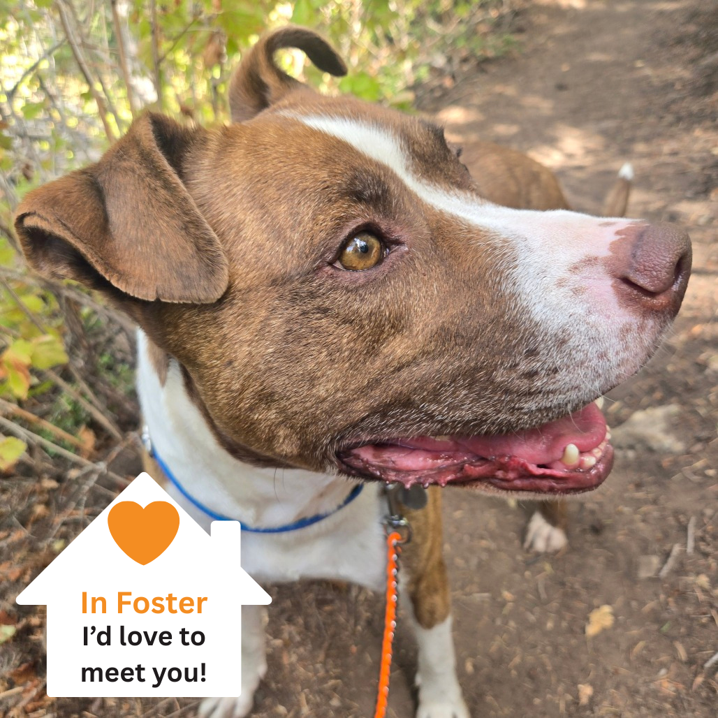 Hello my name is Dino