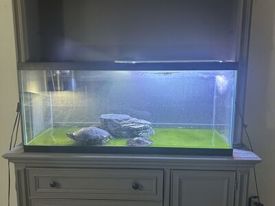 Hutch + 75 Gallon + 3 Turtles