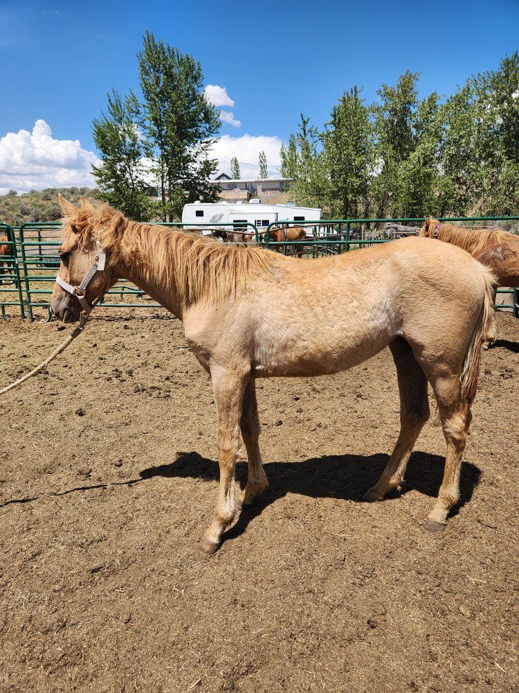 Yearling red dun filly