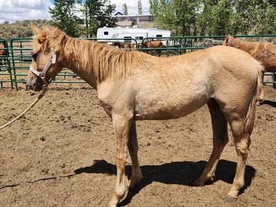 Yearling red dun filly