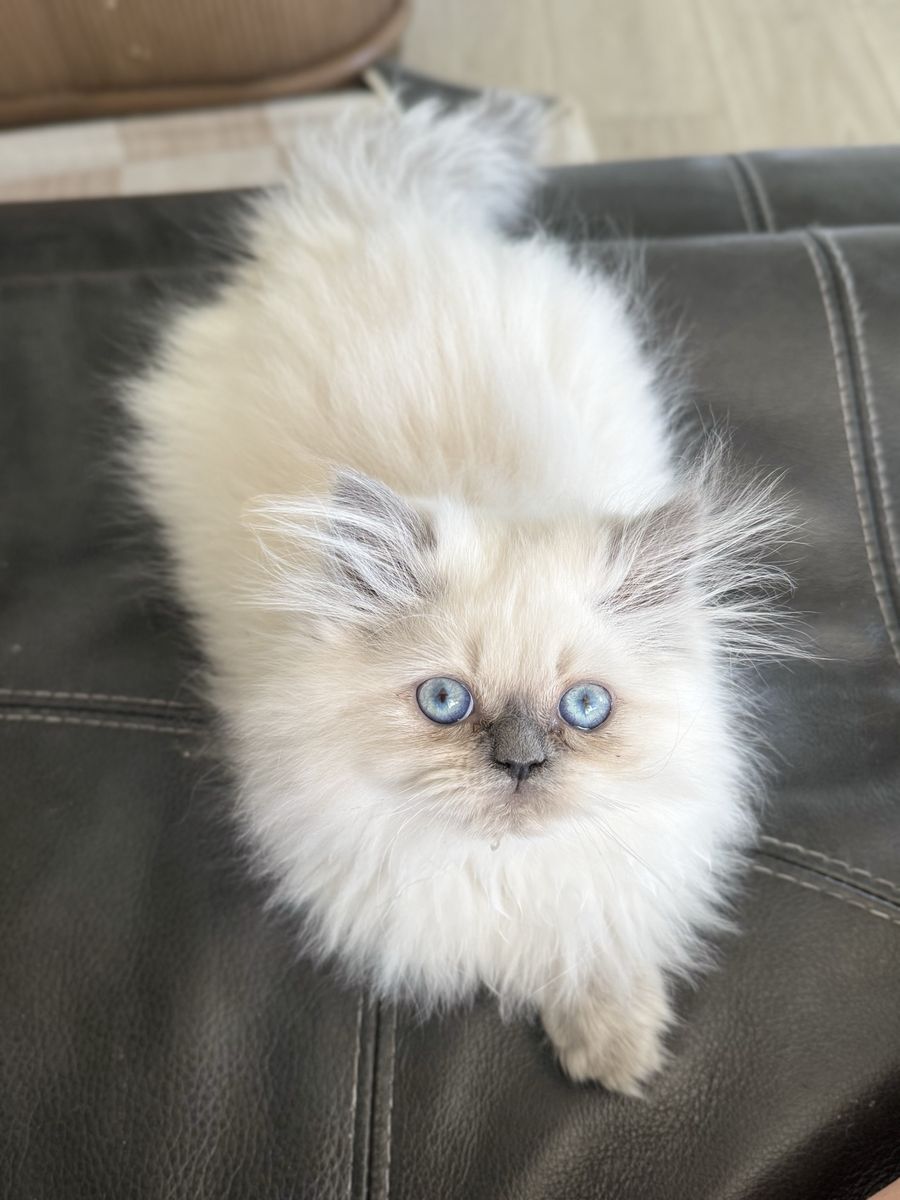 Beautiful Purebred Persian Kitten