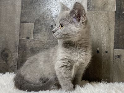 ND English Muffin kittens • Ragdoll x British Shorthair x Bengal