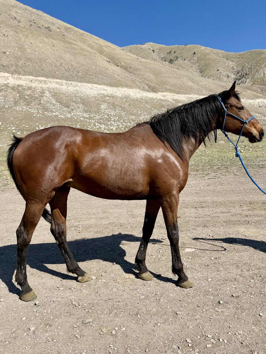 Gentle Young Mare Ready To Start!
