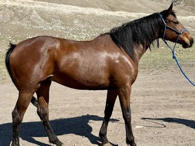 Gentle Young Mare Ready To Start!
