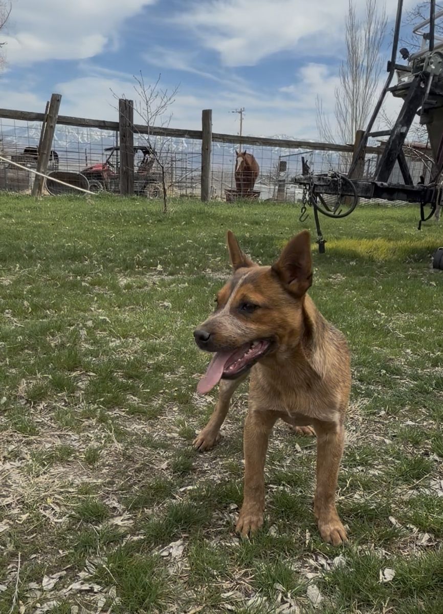 Male Red Heeler Pups