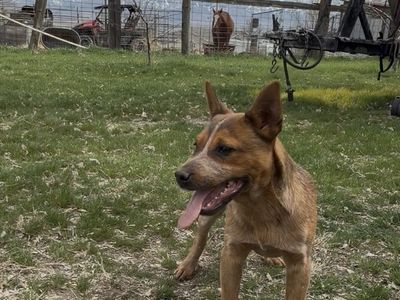 Male Red Heeler Pups