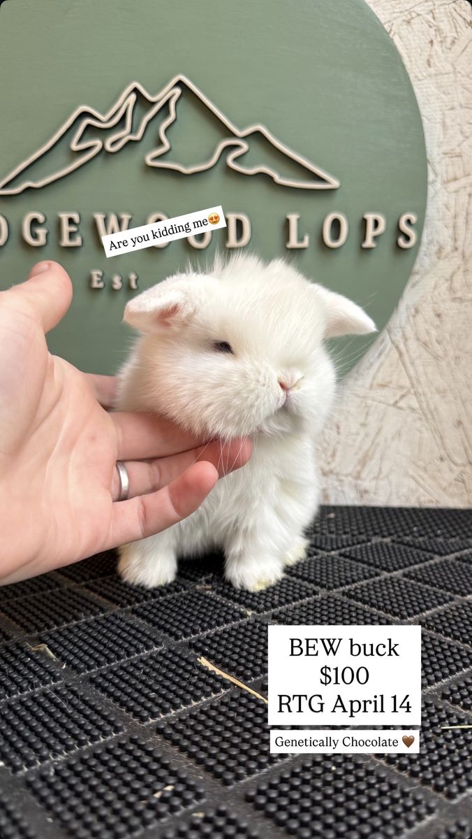 Pedigreed Holland Lop Babies!!