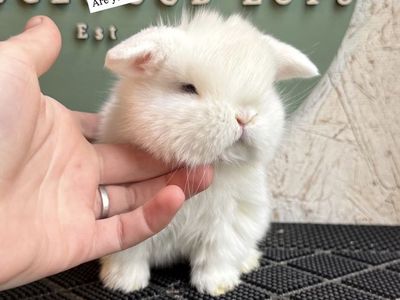 Pedigreed Holland Lop Babies!!