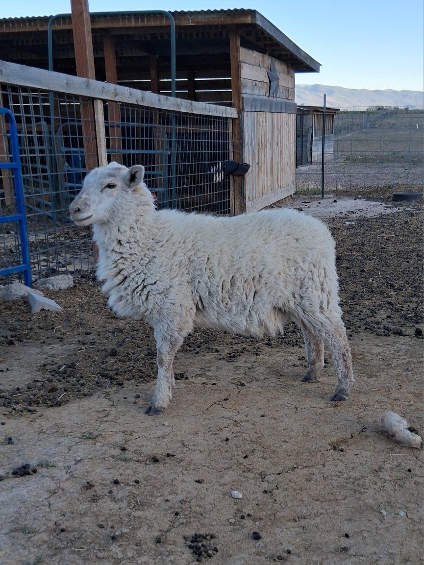 baby southdown cross ewes