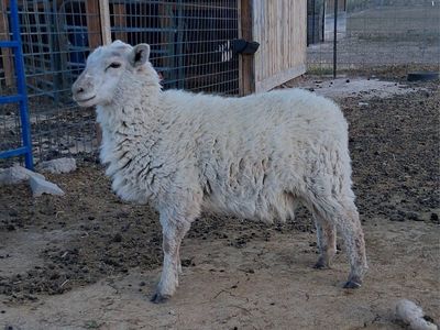 baby southdown cross ewes